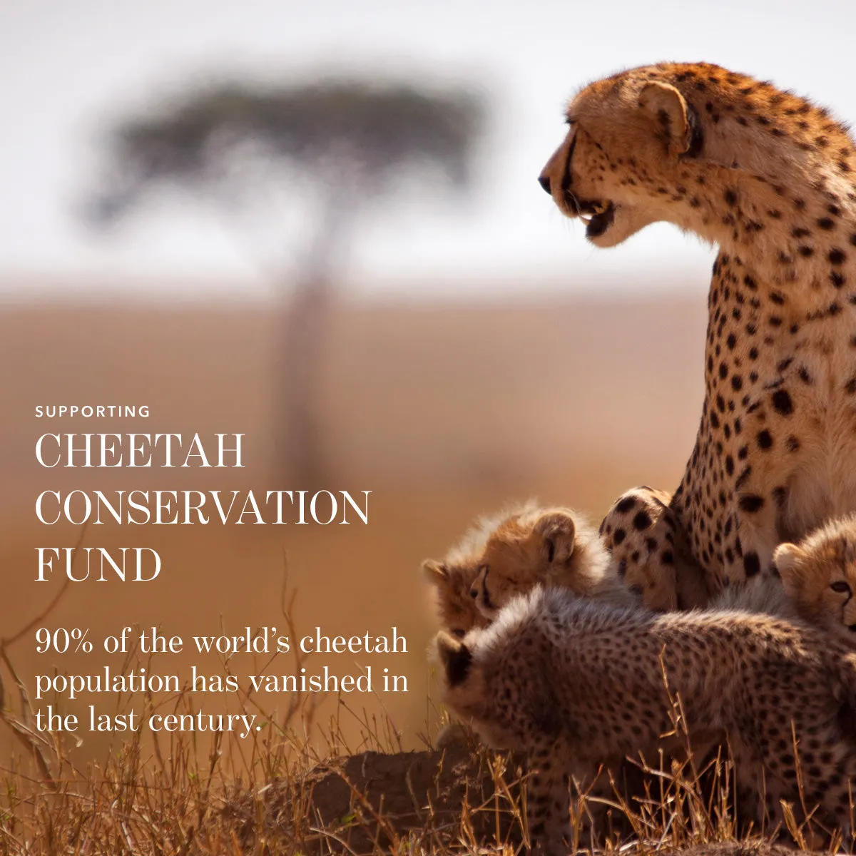 Lip Veil - Cheetah Collection