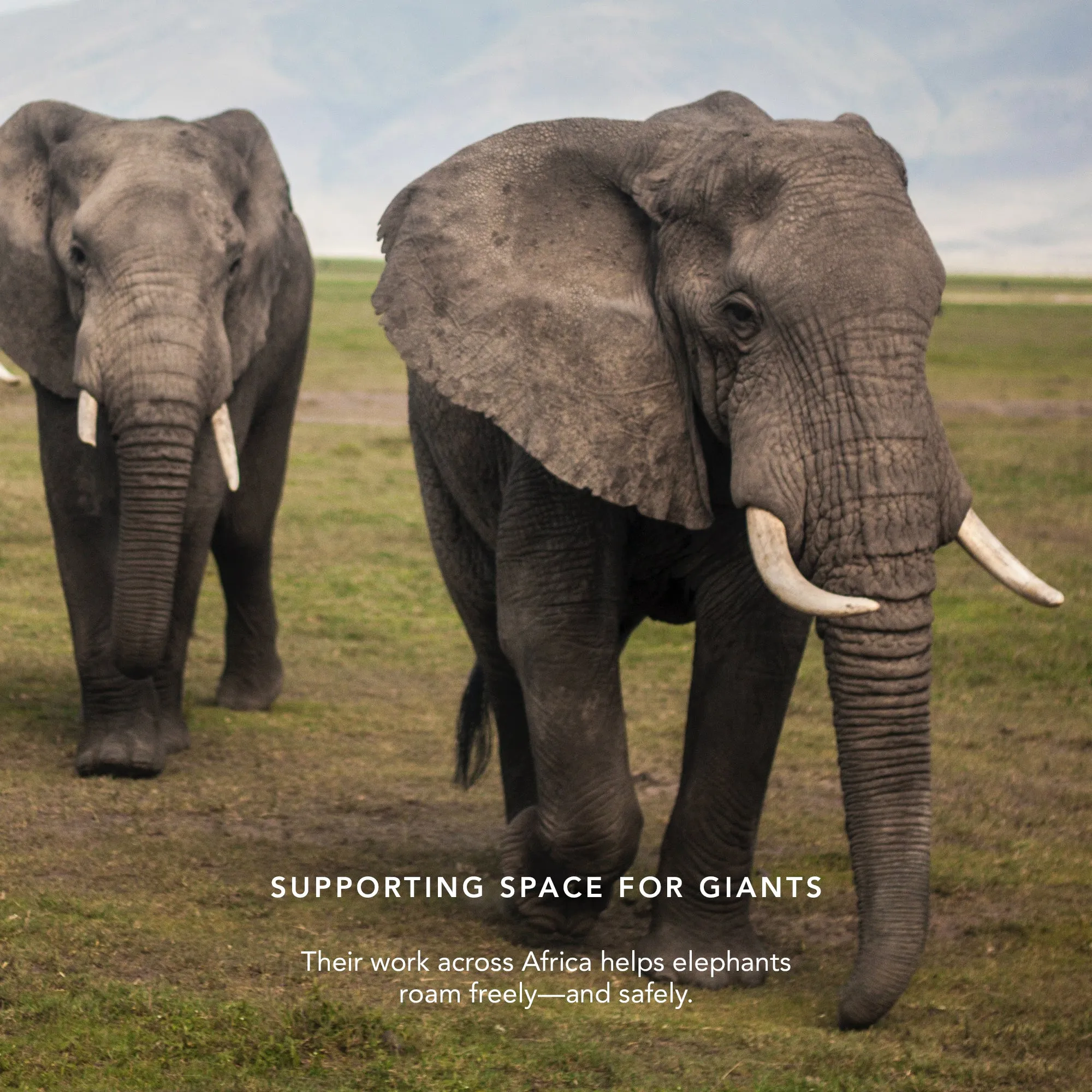Lip Veil - Supporting Space for Giants