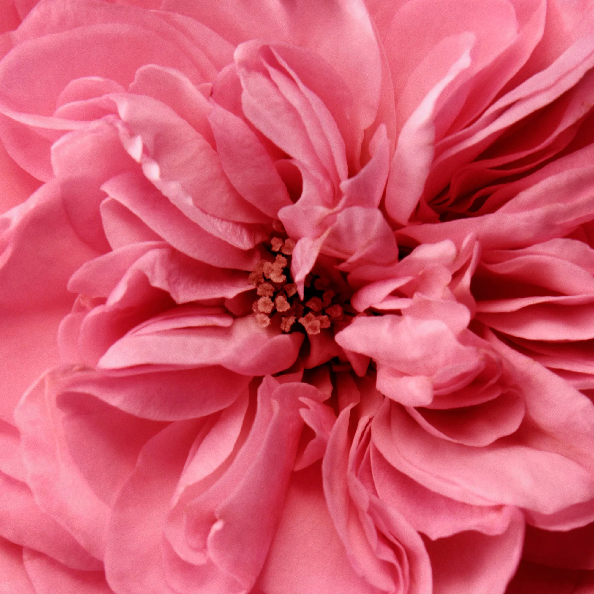 Rose de Mai Lip Balm